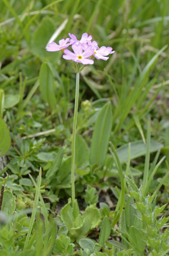 Primula farinosa